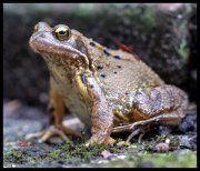 vvbvanbree kikker _DSC0595 