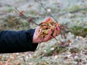 ©vvbvanbree warmtebedrijf ede  1424 kopiëren