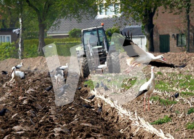 ooievaars bij tractor 1 kopiëren