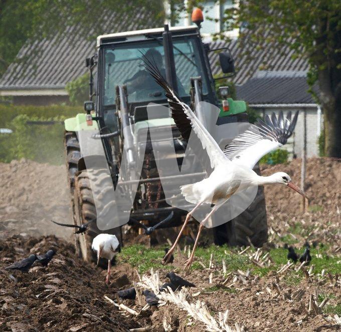 ooievaars bij tractor  2 kopiëren kopiëren