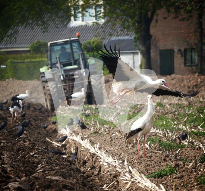 ooievaars bij tractor 4 kopiëren kopiëren
