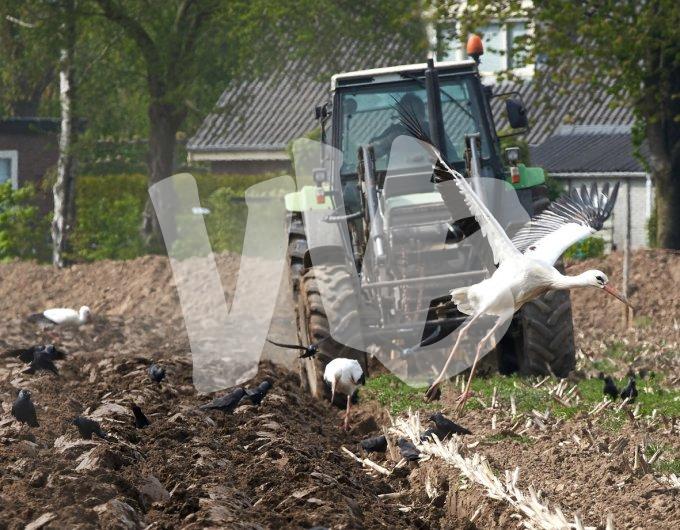 ooievaars bij tractor 5  kopiëren
