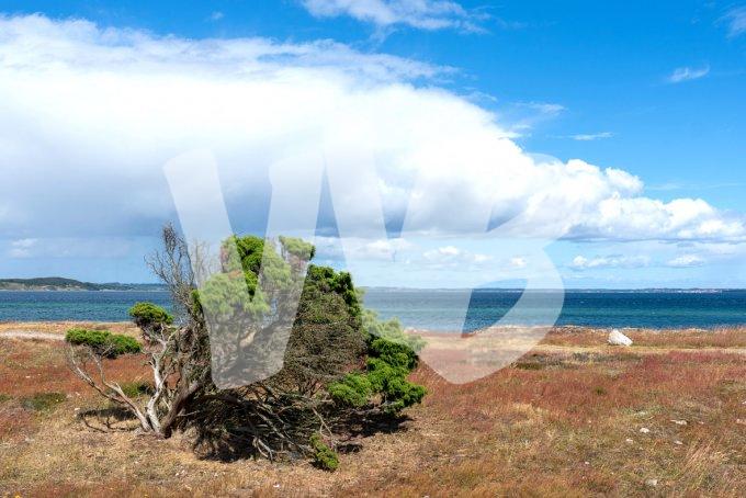 vvbvanbree Denemarken 2019   3065 kopiëren