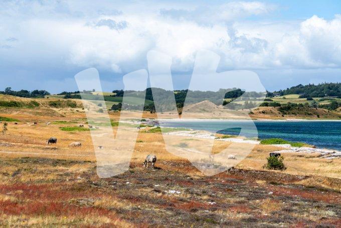 vvbvanbree Denemarken 2019   3070 kopiëren