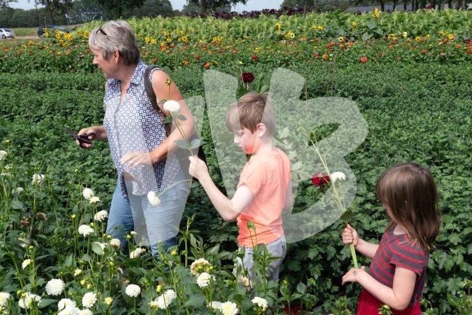 zelfpluktuin vvbvanbree 3598.JPG