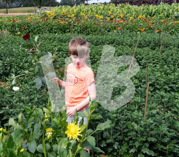 zelfpluktuin vvbvanbree 3599.JPG