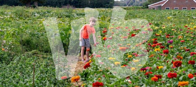 zelfpluktuin vvbvanbree 3603.JPG