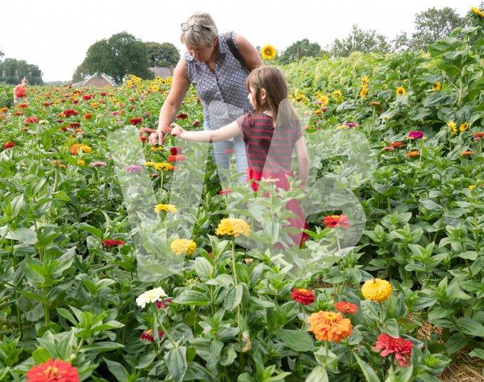zelfpluktuin vvbvanbree 3604.JPG