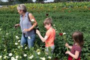 zelfpluktuin vvbvanbree 3598 