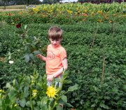 zelfpluktuin vvbvanbree 3599 