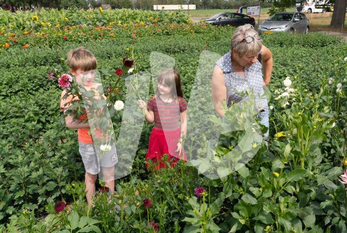 zelfpluktuin vvbvanbree 3601 