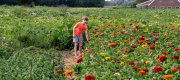 zelfpluktuin vvbvanbree 3603 