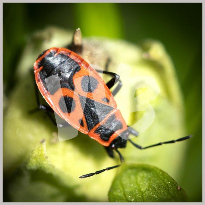 vvbvanbree insect DSC06461