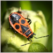 vvbvanbree insect DSC06461