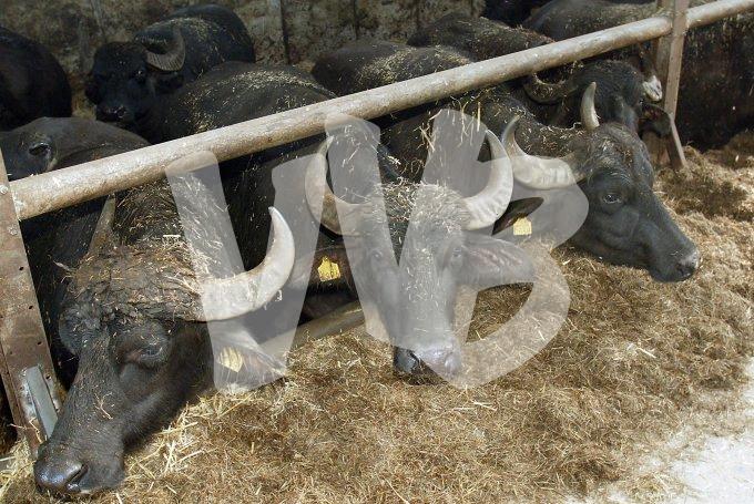 waterbuffels