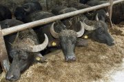 waterbuffels