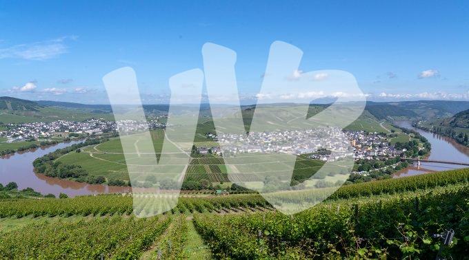 wijnbouw aan de moezel vvbvanbree 3941