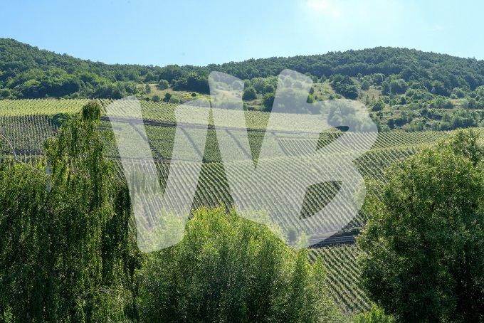 wijnbouw aan de moezel vvbvanbree 3947