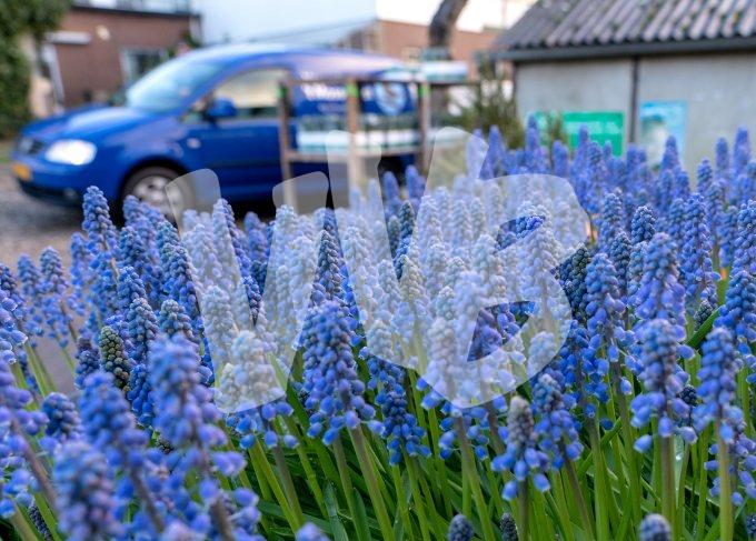 Blauwe druifje  vvbvanbree  7353