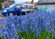 Blauwe druifje  vvbvanbree  7353