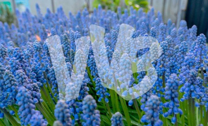 Blauwe druifje  vvbvanbree  7354