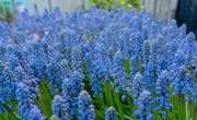 Blauwe druifje  vvbvanbree  7354