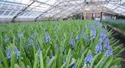 Blauwe druifje  vvbvanbree  7356