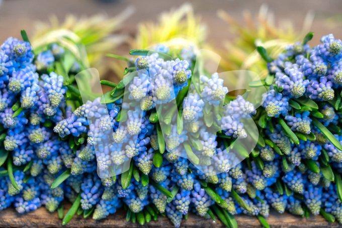 Blauwe druifje  vvbvanbree  7359