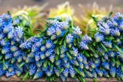 Blauwe druifje  vvbvanbree  7359