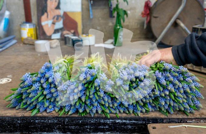 Blauwe druifje  vvbvanbree  7360