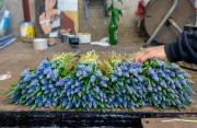 Blauwe druifje  vvbvanbree  7360