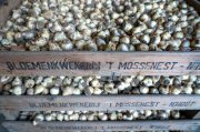 Blauwe druifje  vvbvanbree  7361