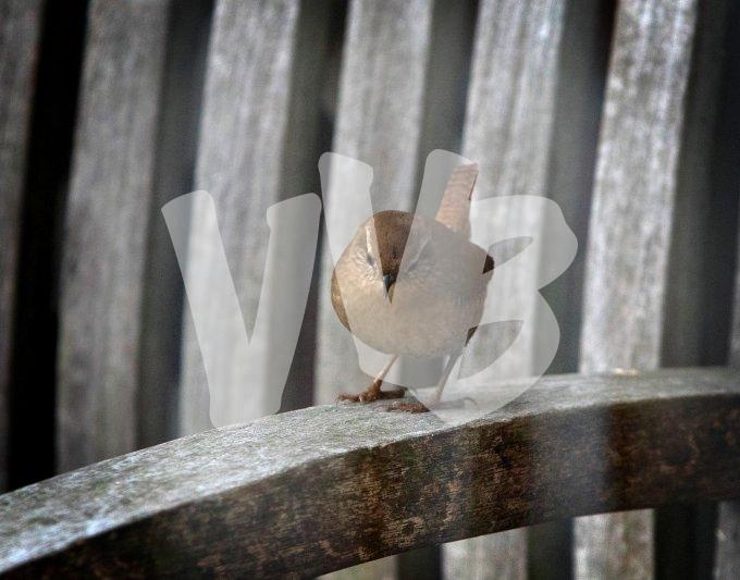  winterkoninkje vvbvanbree S17A0429