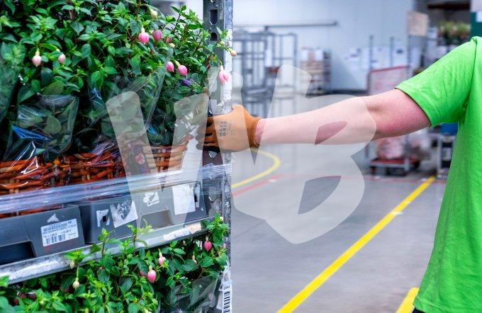 vvbvanbree Plantion-corona VVB05004