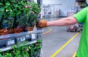 vvbvanbree Plantion-corona VVB05004